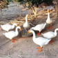 Large-Capacity Round Poultry Feeder Bowl
