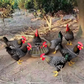 Large-Capacity Round Poultry Feeder Bowl