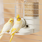 🐤 50% OFF! ✨ 2-in-1 Bird Feeder & Waterer Set – Gravity-Fed Automatic Dispenser, Adjustable Twist-Knob Mount & Transparent Storage Tanks – Space-Saving Nutrition for Your Feathered Friends 💧