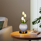 🌷 50% OFF NOW! 💡 Elegant Tulip Bouquet Night Light – Soft Ambient Glow, Premium Glass & Versatile Decor 🏠