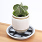📢📢50% OFF !! ⏰Root-Saving Pot Riser – elevates planters, promotes airflow, keeps floors clean – for indoor & outdoor use. 🔥🏠