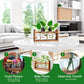 📢📢50% OFF !! ⏰Minimalist Glass Vase for Desktop